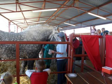 Percheron at Nampo 2011